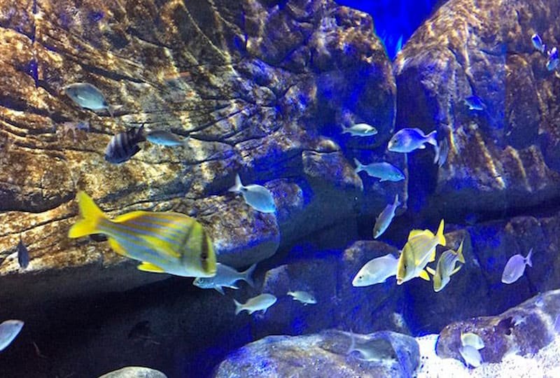 Aquário marinho montado pela Bah! Aquarismo em Porto Alegre