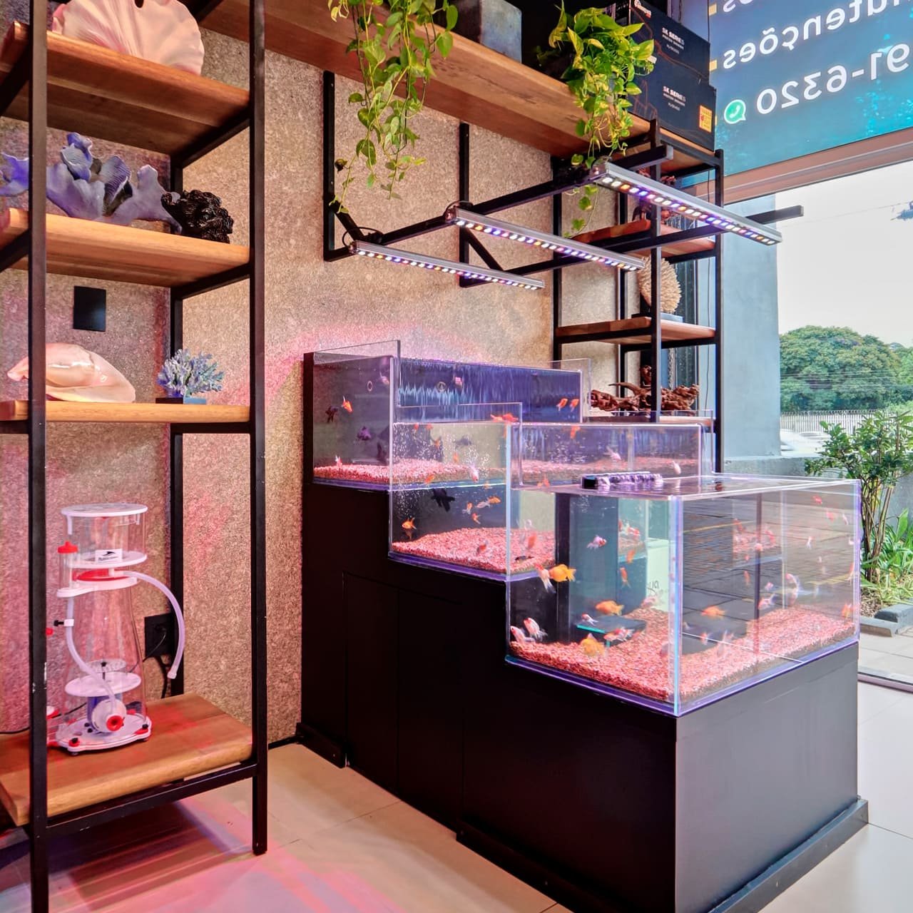 Foto 13 da loja Bah! Aquarismo em Porto Alegre