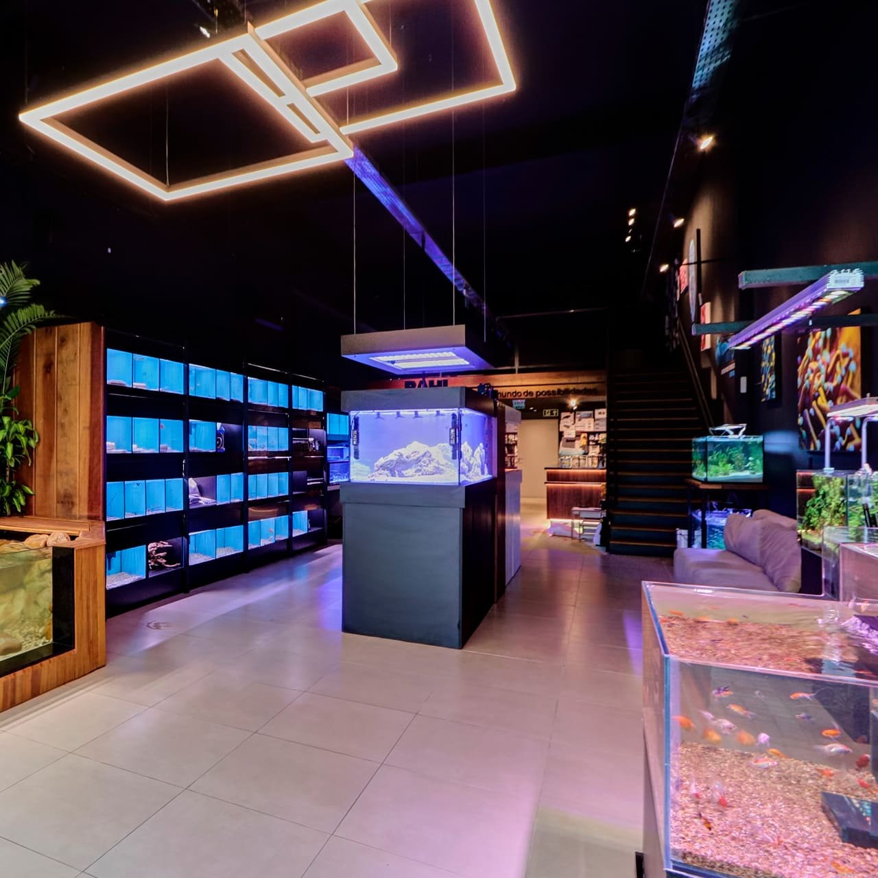 Foto 20 da loja Bah! Aquarismo em Porto Alegre